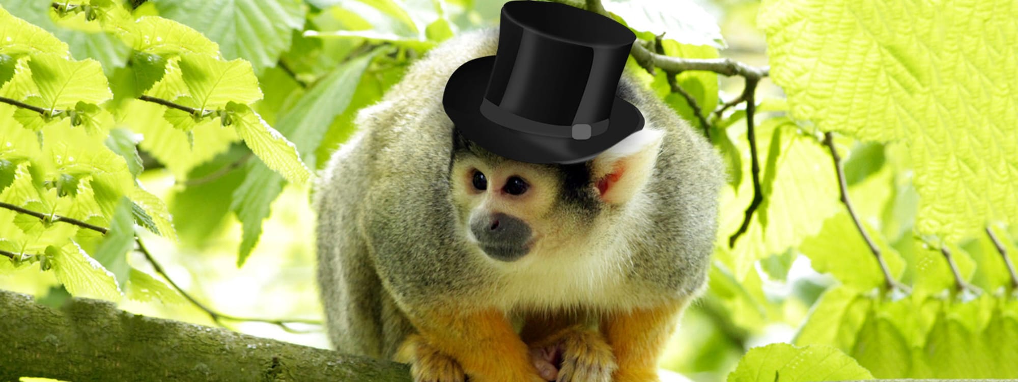 Introducing: Marvin the Marvellous Marmoset Magician and The Lost Top Hat